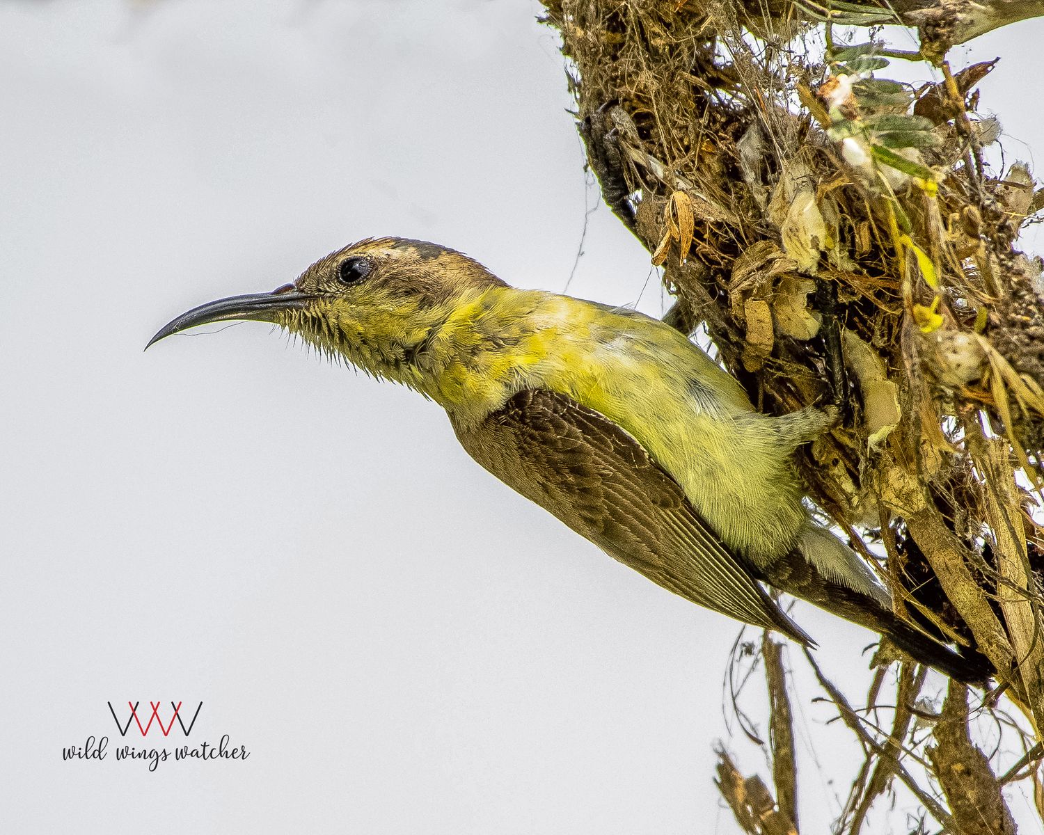 Purple Sunbird female look 001